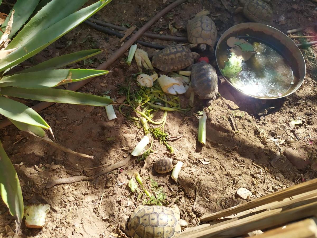 Appartement Lotus turtle garden Eilat Extérieur photo